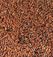 Halim Seed